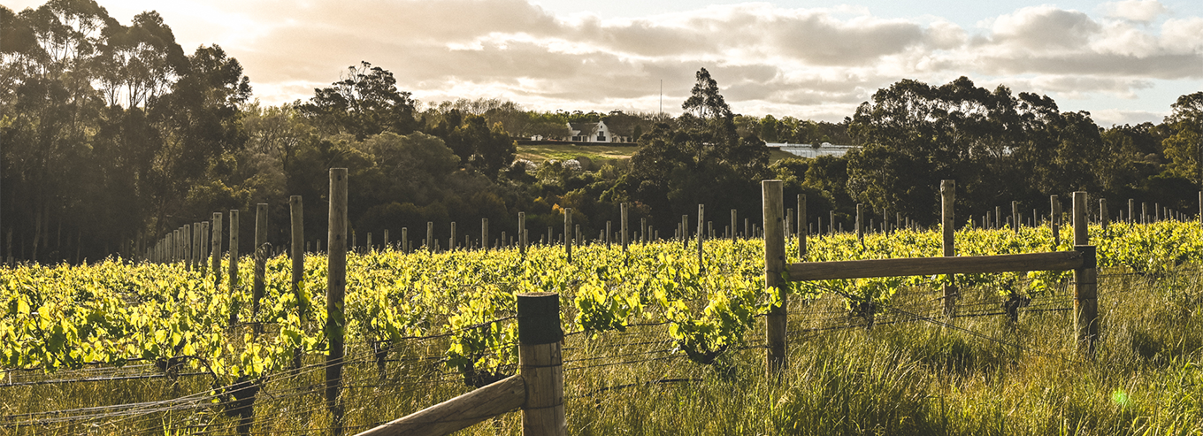 Voyager Estate  vineyard